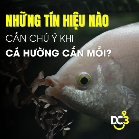 Kỹ Thuật Câu Lửng Cá Hường Hiệu Quả