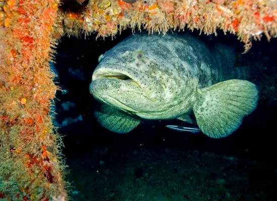 Cách Câu Cá Mú Biển