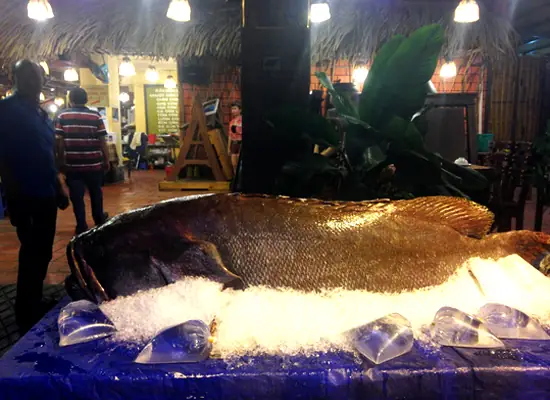 Cách Câu Cá Mú Biển