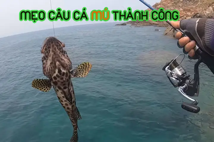Cách Câu Cá Mú