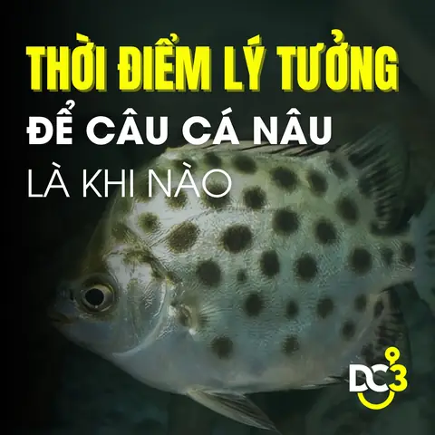 Thời Điểm Lý Tưởng Câu Cá Nâu Hiệu Quả