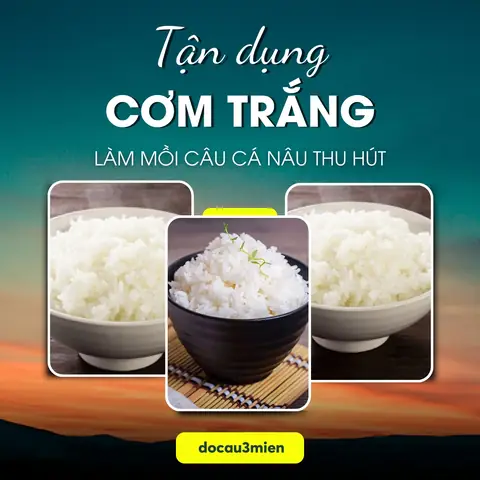 Tận Dụng Cơm Trắng Làm Mồi Câu Cá Nâu Thu Hút