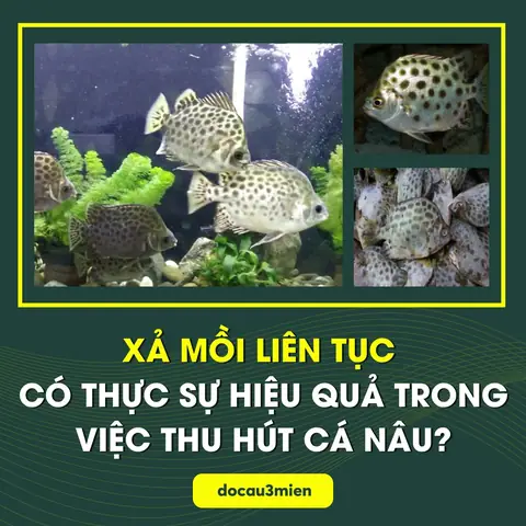 Điểm Câu Cá Nâu Thành Công Bạn Nên Biết