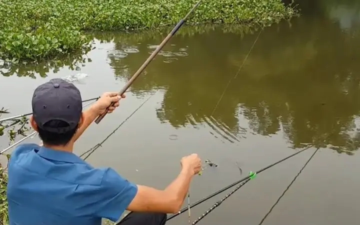 Cách Câu Cá Ong: Kỹ Thuật Truyền Thống Và Mẹo Hay Cho Người Mới Bắt Đầu