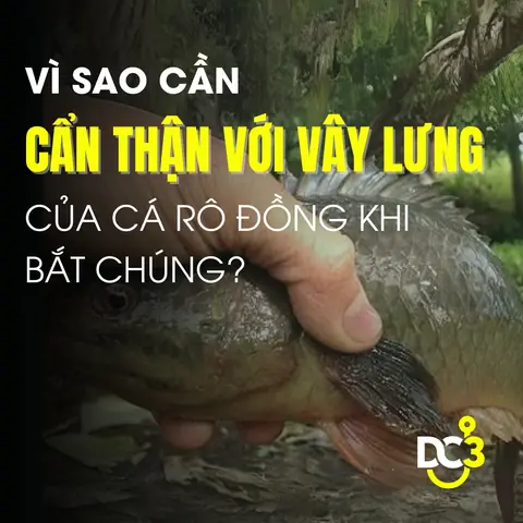 Mồi Câu Cá Rô Đồng Thường Là Gì?