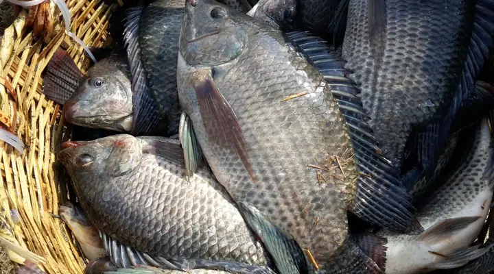 Cách Câu Cá Rô Phi Tự Nhiên