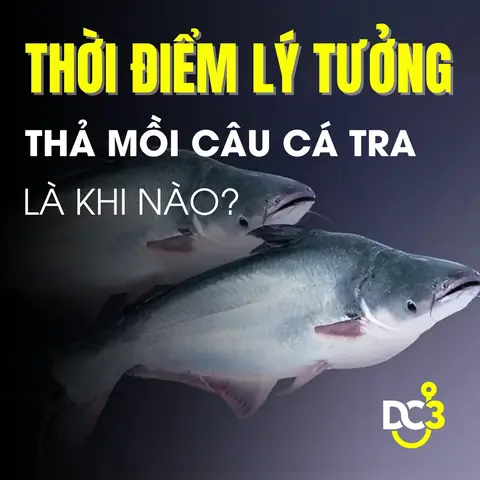 Thời Điểm Lý Tưởng Thả Mồi Thả Mồi Câu Cá Tra Là Khi Nào?