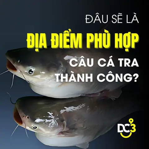 Đâu Sẽ Là Địa Điểm Phù Hợp Câu Cá Tra Thành Công?