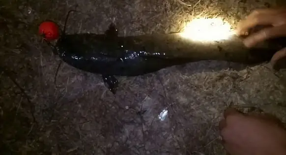 Cách Câu Cá Trê Lai Ban Đêm