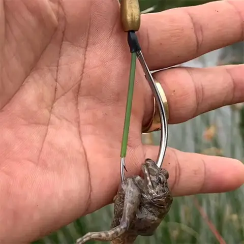 Câu Cá Lóc Bằng Cách Lure (rê) Luôn Rất Thú Vị