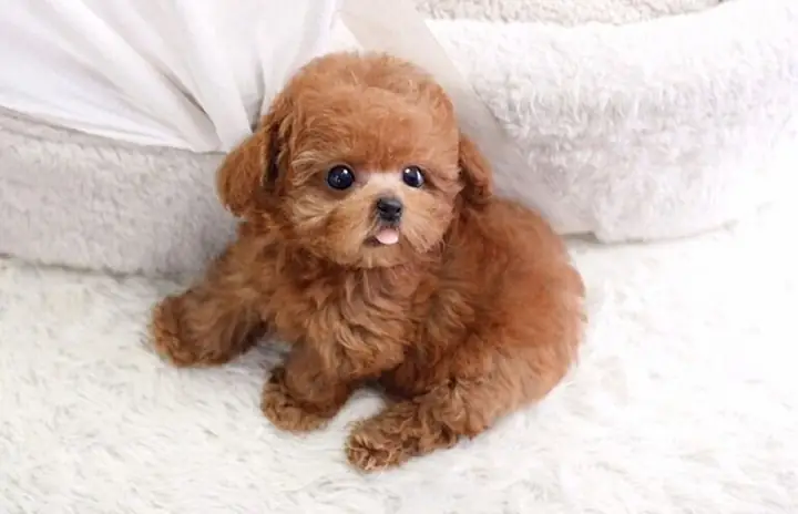 Một Số Lưu Ý Khi Chăm Chó Poodle Mới Đẻ