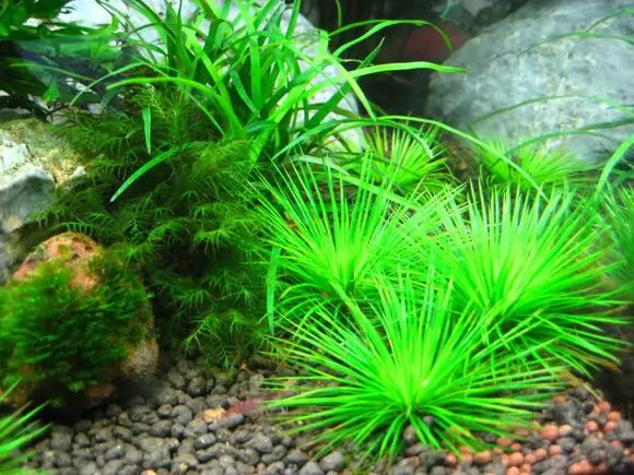 Lưu Ý Đến Các Loại Bệnh Thường Gặp Khi Chơi Bể Cá Cảnh