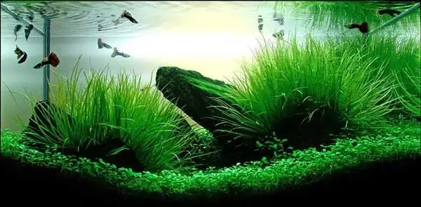 Đặc Điểm Của Cây Cỏ Nhật Đặc Điểm Của Cây Cỏ Nhật