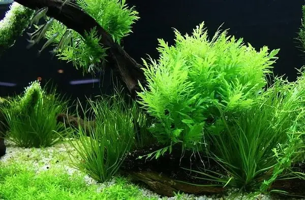 Nguồn Gốc Và Đặc Điểm Của Cây Cỏ Nhật Nguồn Gốc Và Đặc Điểm Của Cây Cỏ Nhật