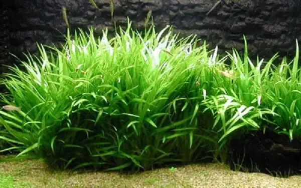 Cách Chăm Sóc Cây Cỏ Nhật Trong Bể Cá Thủy Sinh Cách Chăm Sóc Cây Cỏ Nhật Trong Bể Cá Thủy Sinh