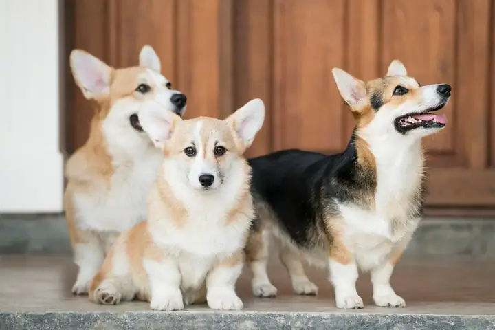 Hướng Dẫn Cách Chăm Sóc Lông Cho Corgi