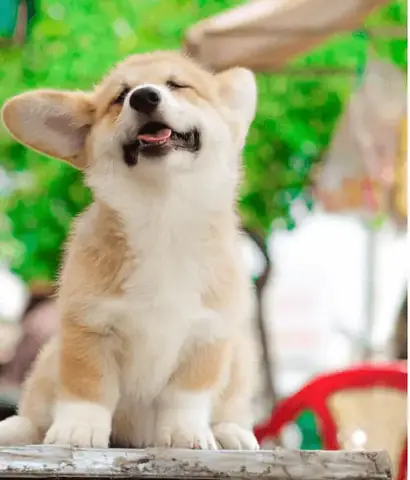 Hướng Dẫn Cách Chăm Sóc Lông Cho Corgi