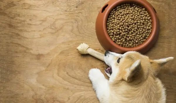 Cách Nuôi Chó Corgi Cho Người Mới