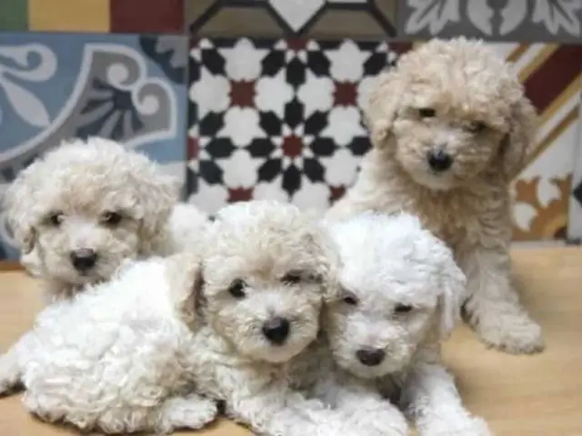 Cách Nuôi Chó Poodle 2 Tháng Tuổi