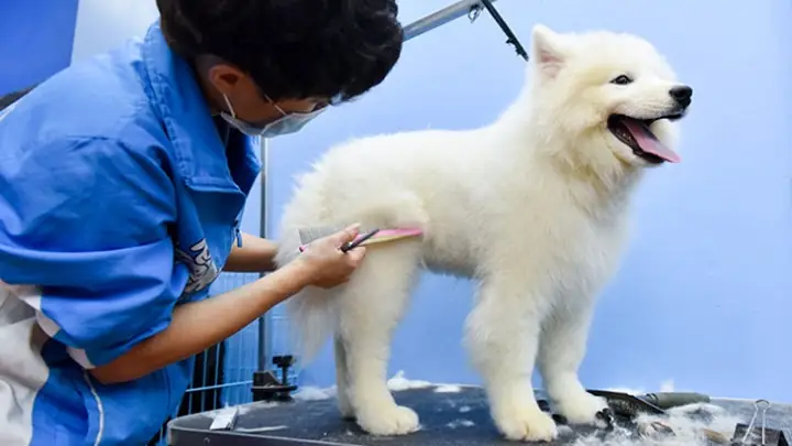 Cách Chăm Sóc, Vệ Sinh Chó Chó Samoyed