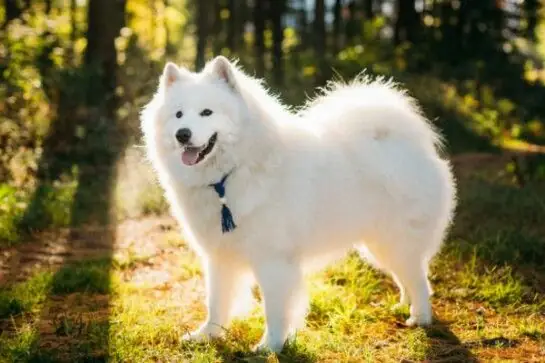 Cách Chăm Sóc Samoyed Khỏe Mạnh Cách Chăm Sóc Samoyed Khỏe Mạnh