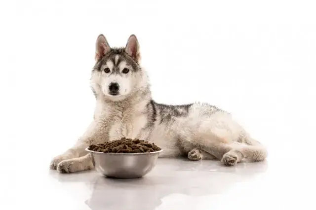 Đồ Ăn Cho Chó Husky Cần Những Gì?