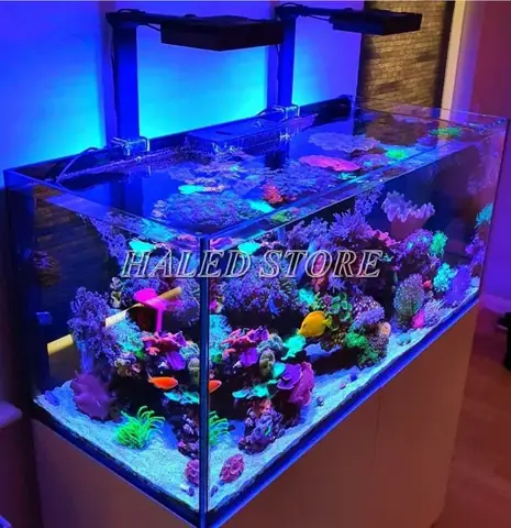 Đèn Hồ Cá Biển Là Gì?