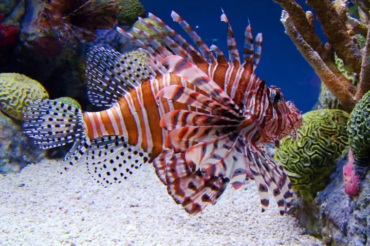 Cho Cá Cảnh Ăn Lượng Thức Ăn Phù Hợp