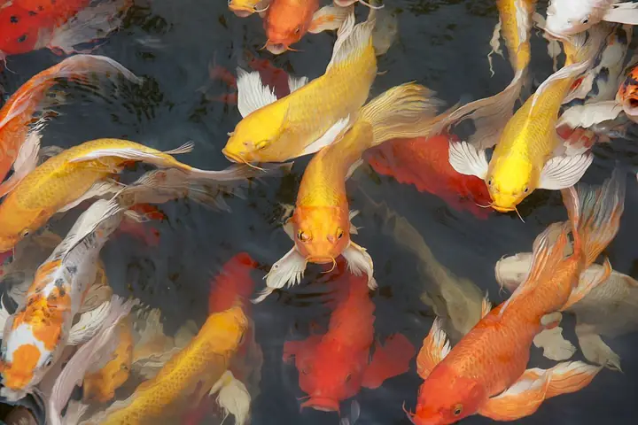 Nên Cho Cá Cảnh Ăn Bao Nhiêu Lần 1 Ngày?