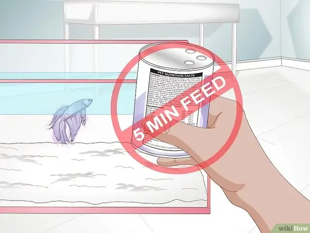 Tiêu Đề Ảnh Feed A Betta Fish Step 11