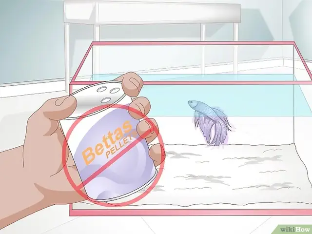 Tiêu Đề Ảnh Feed A Betta Fish Step 9