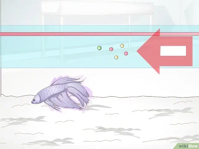 Tiêu Đề Ảnh Feed A Betta Fish Step 2