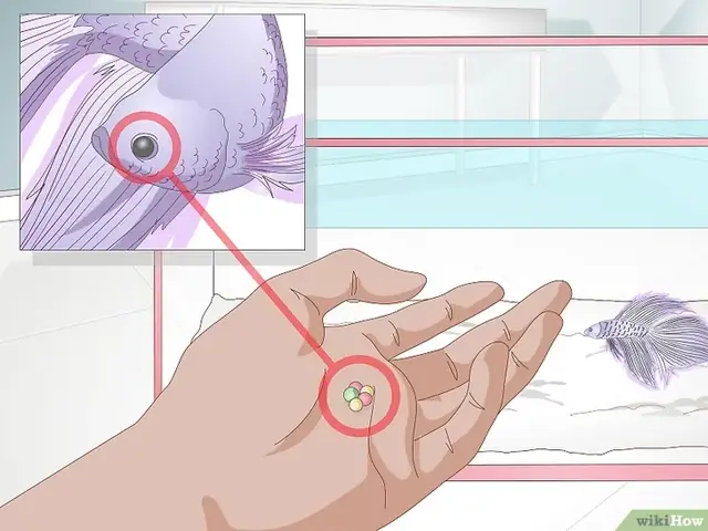 Tiêu Đề Ảnh Feed A Betta Fish Step 1