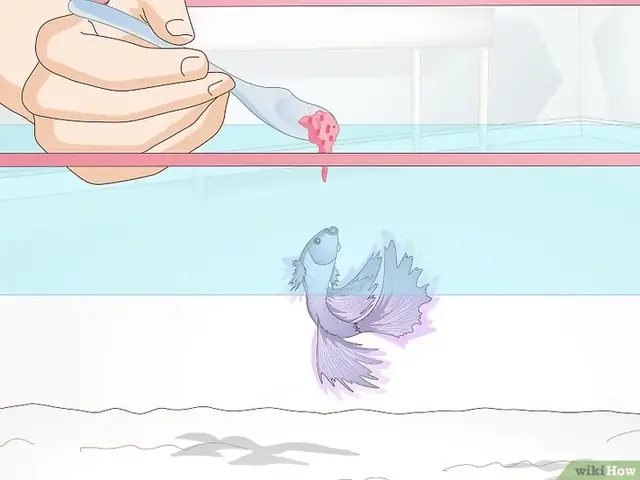 Tiêu Đề Ảnh Feed A Betta Fish Step 8