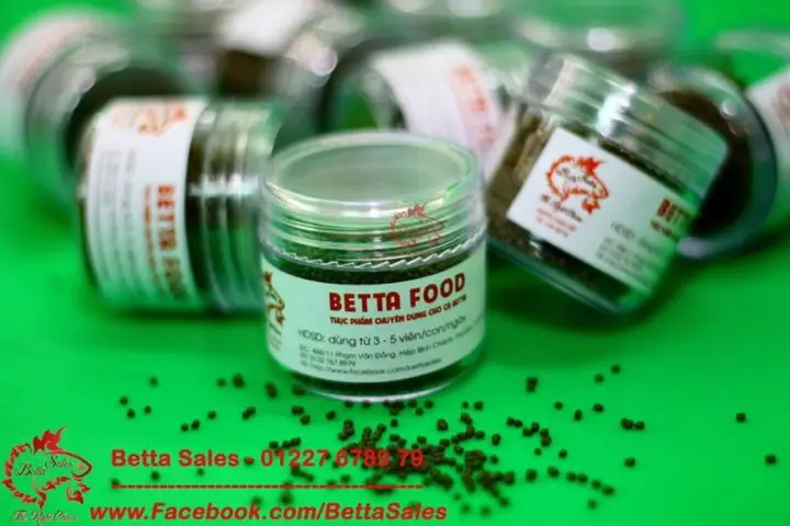 Cách Cho Cá Betta Ăn Trùn Chỉ Cách Cho Cá Betta Ăn Trùn Chỉ