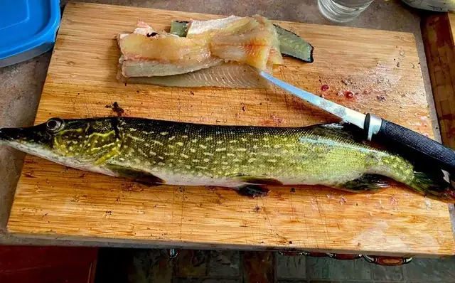 Hướng Dẫn Chi Tiết Cách Cho Cá Bột Ăn Lòng Đỏ Trứng An Toàn Và Hiệu Quả