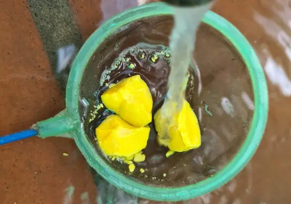 Cho Cá Bột Ăn Lòng Đỏ Trứng Đúng Cách