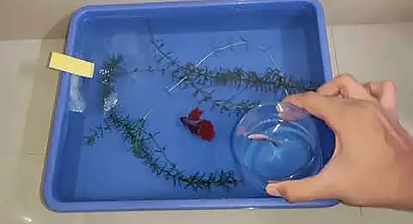 Hướng Dẫn Chi Tiết Cách Cho Cá Đẻ Thành Công Tại Nhà Hướng Dẫn Chi Tiết Cách Cho Cá Đẻ Thành Công Tại Nhà