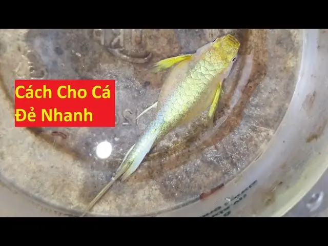 Hướng Dẫn Chi Tiết Cách Cho Cá Đẻ Thành Công Tại Nhà Hướng Dẫn Chi Tiết Cách Cho Cá Đẻ Thành Công Tại Nhà