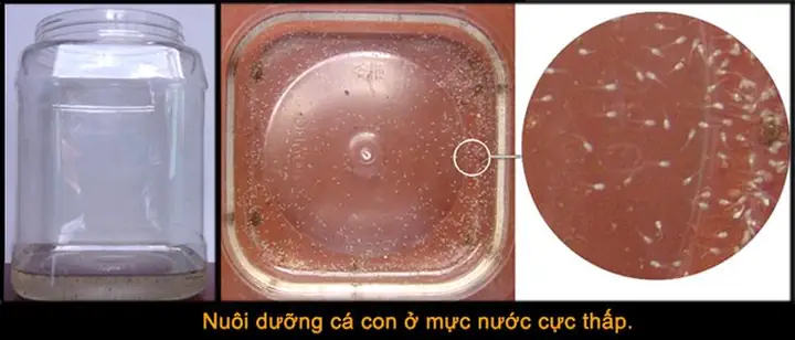 Cách Cho Cá Lia Thia Con Ăn: Hướng Dẫn Chi Tiết Từ Cơ Bản Đến Nâng Cao