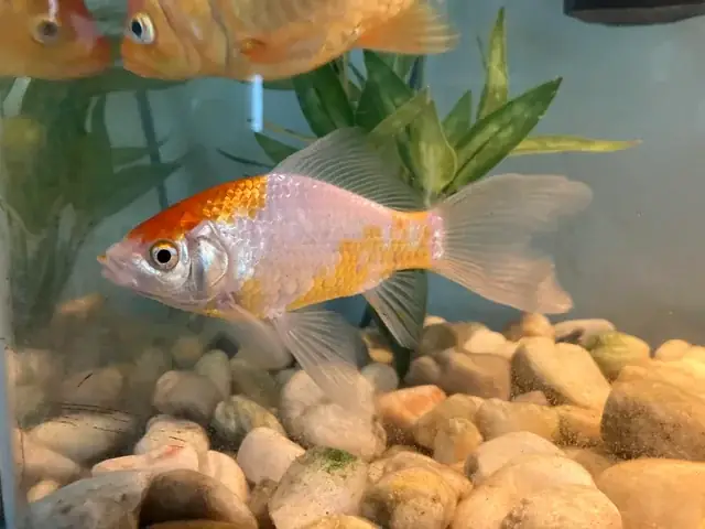 Cách Cho Cá Sọc Ngựa Đẻ: Hướng Dẫn Chi Tiết Từ A-z