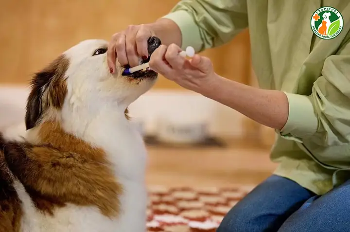 Pha Loãng Thuốc Và Cho Chó Uống Bằng Xilanh