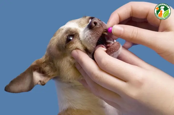 Cho Chó Uống Thuốc Trực Tiếp