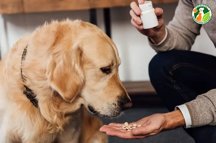 Để Chó Không Bị Căng Thẳng, Khó Chịu Khi Uống Thuốc