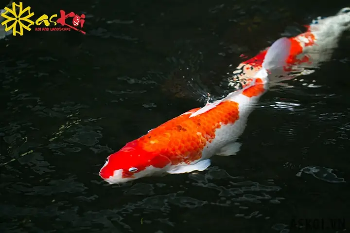 Nồng Độ Muối Trong Bể Cá Koi Nên Là Bao Nhiêu?