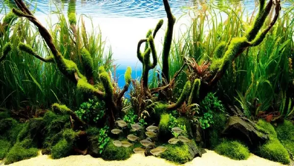 Kiến Thức Thủy Sinh Cơ Bản Cho Người Mới (phần 1) | Thủy Sinh ... Kiến Thức Thủy Sinh Cơ Bản Cho Người Mới (phần 1) | Thủy Sinh ...