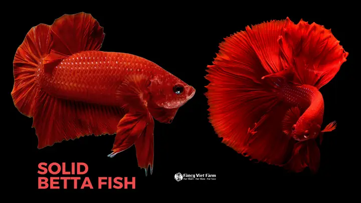 Betta 101: Kinh Nghiệm Chọn Mua Cá Betta Khoẻ Đẹp Mới Nhất Betta 101: Kinh Nghiệm Chọn Mua Cá Betta Khoẻ Đẹp Mới Nhất