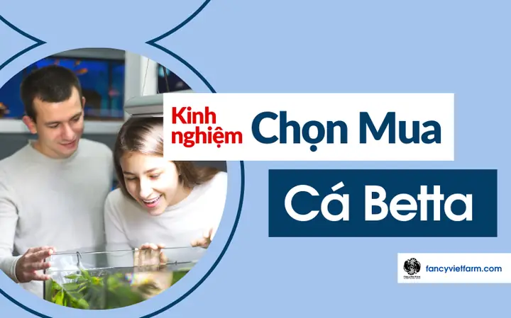 Betta 101: Kinh Nghiệm Chọn Mua Cá Betta Khoẻ Đẹp Mới Nhất Betta 101: Kinh Nghiệm Chọn Mua Cá Betta Khoẻ Đẹp Mới Nhất