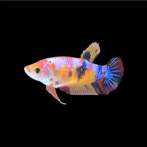 Cá Betta Mái Có Trứng Chưa?