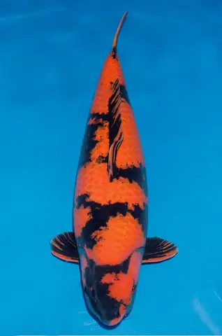 Làm Thế Nào Để Nhận Định Chắc Chắn Một Con Hi Utsuri? Làm Thế Nào Để Nhận Định Chắc Chắn Một Con Hi Utsuri?